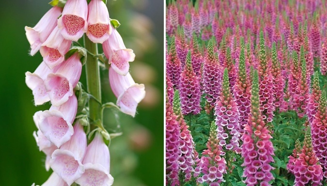 Image of THOMPSON AND MORGAN Fabulous Foxglove Collection - 6 or 12 Jumbo Plug Plants!