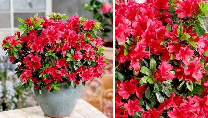 Image of B&R Direct Dwarf Japanese Azalea Japonica 'Geisha Red' - 3 Options!