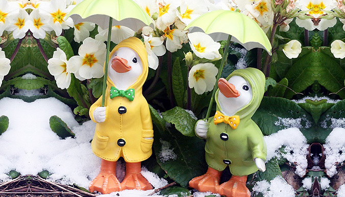 1 or 2 Mini Rainy Day Duck Garden Ornaments - 2 Colours from Discount Experts