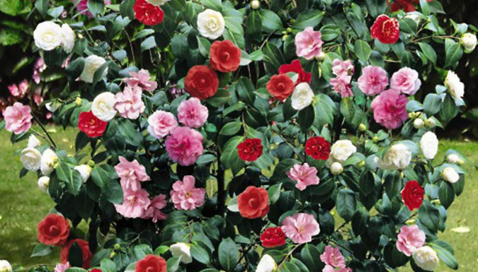 1 or 2 Camellia Tricolour 15cm Potted Plants Deal Price £14.99