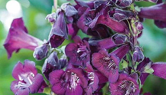 Penstemon Ice Cream Collection - 3, 6 or 9 Plants