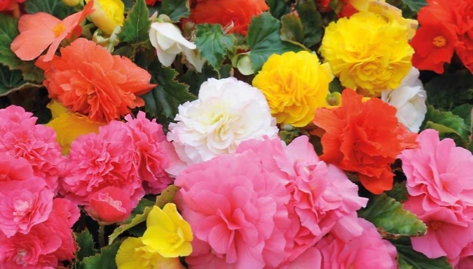 Image of THOMPSON AND MORGAN 12 x Garden-Ready Begonia 'Non-Stop' Plants