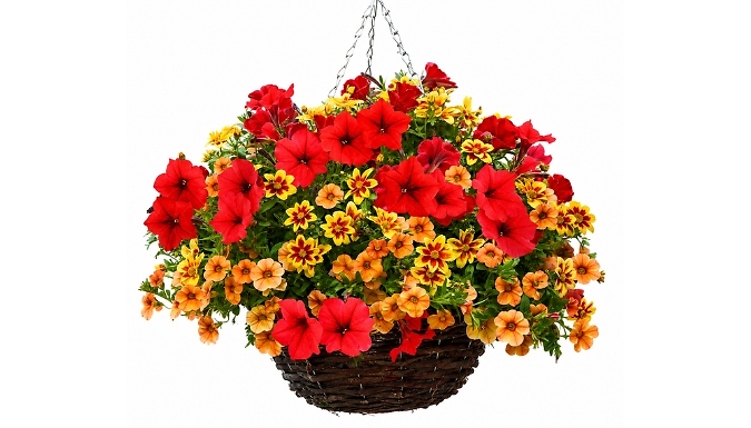 Image of THOMPSON AND MORGAN Pre-Planted Amber Shades Hanging Basket - 14-Inch!
