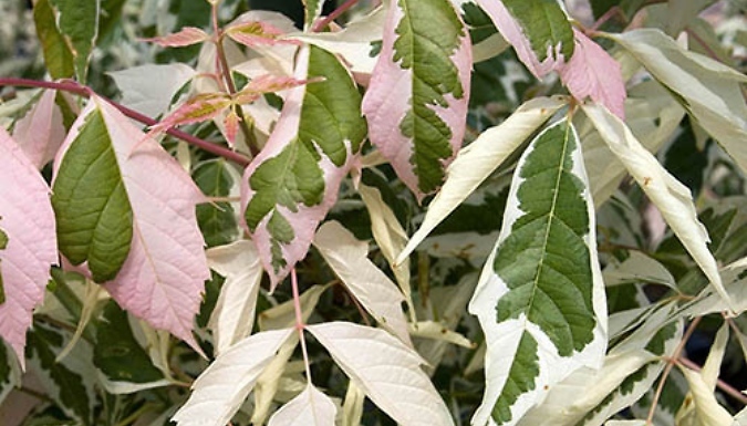3L Garden Ready Acer Negundo 'Flamingo' Tree from Discount Experts