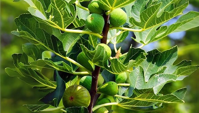 3L Fig 'Brown Turkey' Standard Tree from Discount Experts