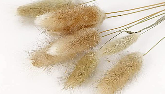 Naturally Dried Pampas Grass Bouquet - 50 to 100-Pack at Discount Experts
