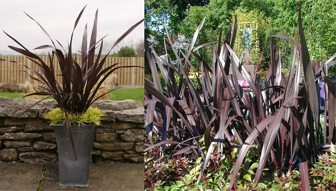 Phormium Black Adder New Zealand Flax from Discount Experts