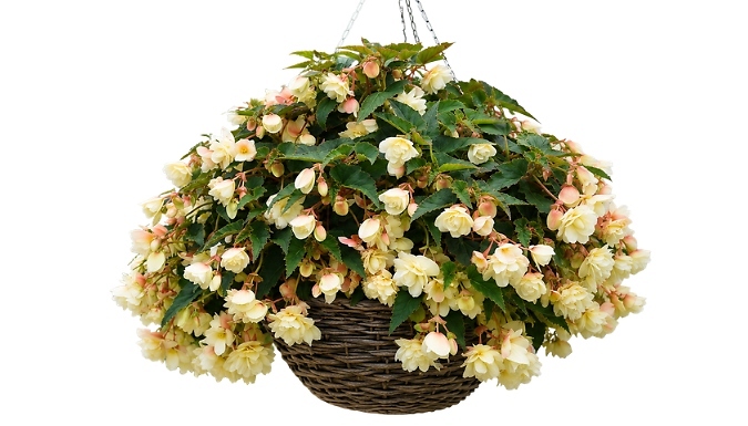 Image of THOMPSON AND MORGAN Pre-Planted Begonia Belina Vanilla Hanging Basket - 10-Inch!