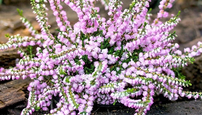 Image of B&R Direct 8-Pack Mixed Scottish Heather Calluna Collection