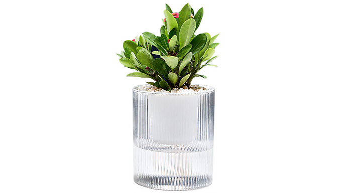 Self-Absorbing Hydroponic Flower Pot - 2 Sizes at Discount Experts