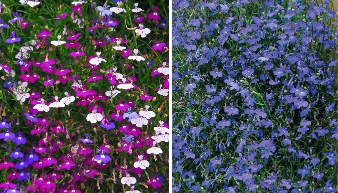 Image of THOMPSON AND MORGAN 12-Pack Lobelia Garden Ready Plants - 2 Options!