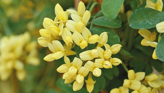 Image of THOMPSON AND MORGAN Coronilla valentina subsp. glauca 'Citrina' Plants - Buy 1, 2 or 3!