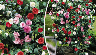 1 or 2 Camellia Tricolour 15cm Potted Plants