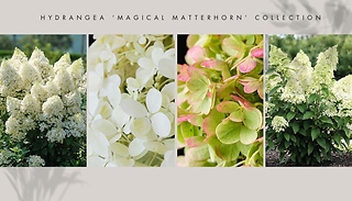 Hydrangea Magical Matterhorn Collection