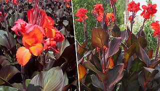 Canna 'Lily' Tropicanna Black Plant
