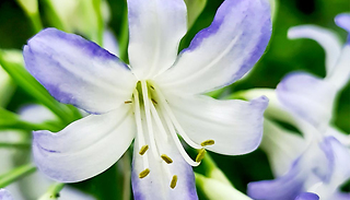 1 or 3 Agapanthus 'Sea Breeze' 9cm