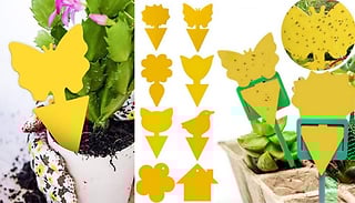 20-Pack of Dual Sided Fly Catchers - 8 Designs