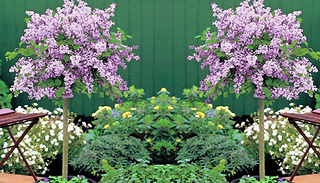 Hardy Dwarf Lilac Shrub in 2L Pot - 1 or 2 Plants
