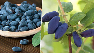 Honeyberry 'Altaj' 2L Potted Plant