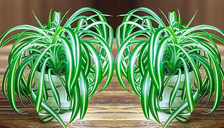 1, 3 or 6 Spider Plants In 12cm Pots