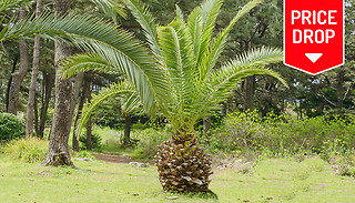 Large 1.2m Canary Island Phoenix Palm