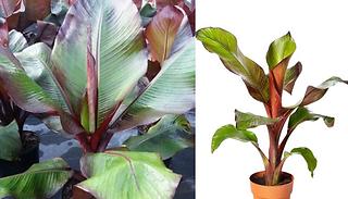Ethiopian Black Banana Plant - Ready to Plant!
