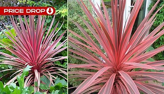 Charlie Boy Variety Cordyline Plant in 9cm Pot