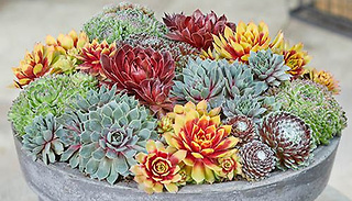 6 Plant Ultimate Chick Charms Collection