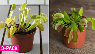 3x Venus Fly Trap House Plants