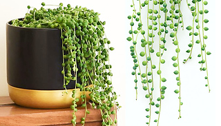 Senecio 'String of Pearls' House Plant - 1, 2 or 4-Pack