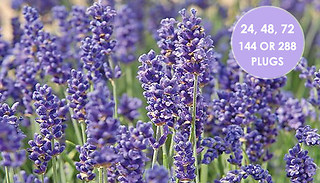 Lavender Hidcote & Munstead Plant Collection - 24, 48, 72, 144 or 288 Plugs