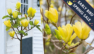 Magnolia Yellow Bird Plant - 1, 2 or 3 Plants