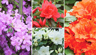 1 or 4 Azalea Dwarf Potted Plant Collection - 4 Colours