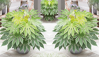Fatsia Japonica 'Spiders Web' - 1 or 2 Plants