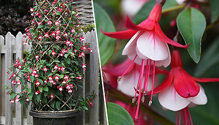 Fuchsia 'Sky Rocket' Hardy Plant in 9cm Pot - 1 or 3 Plants