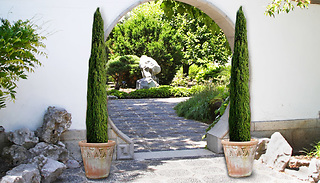 Pair of Italian Cypress Trees