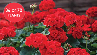 Geranium 'Best Red' F1 Hybrid Plant - 36 or 72 Plants