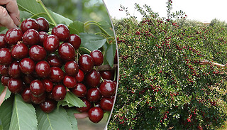 Pair of Cherry 'Athos' Potted Bushes