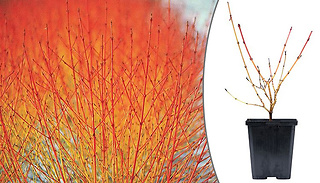 Cornus Winter Flame Shrub in 9cm Pot - 1, 2 or 3 Plants