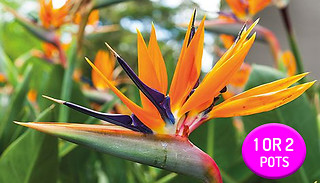 1 or 2 Strelitzia 'Bird Of Paradise' Potted Plants
