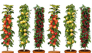 Set of 3 or 6 Pillar Fruit Trees - Apple, Cherry and Pear