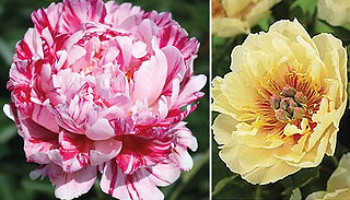 Peony 'Trio Collection' Plants - 3 Bare Roots