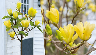 Magnolia Yellow Bird Plant - 1, 2 or 3 Plants