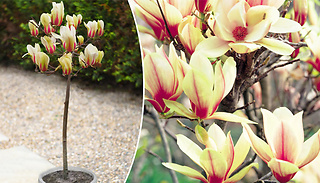 Magnolia 'Sunrise' Patio Plant - 1, 2 or 3 Plants