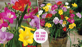 Freesia Mixed Flower Bulbs - 50, 100 or 200 Bulbs