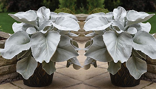 Senecio 'Angel Wings' Plant in 9cm Pot - 1, 2 or 3 Plants
