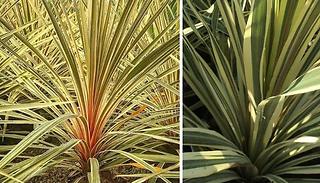 Cordyline Torbay Dazzler Plant - Ready to plant!