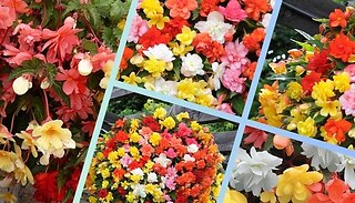 Begonia Super Cascade Flowers - 60 Plugs
