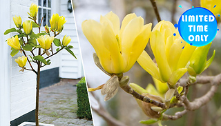 Magnolia Yellow Bird Plant - 1, 2 or 3 Plants