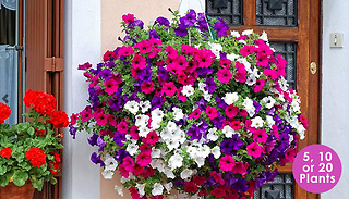 Petunia 'Surfina Collection' Plants - 5, 10 or 20 Plants